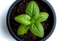 Fresh basil plant growing in black pot with soil, viewed from above. Vibrant green leaves showing detailed texture and veining pattern. Suitable for cooking, gardening and herb content.