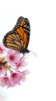 Monarch butterfly with orange and black wings perched on delicate pink flowers against white background, isolated for design use on apparel and marketing materials.
