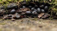 Group of pill bugs or roly-polies clustered on decaying wood bark with moss in natural forest floor environment for educational and nature content.