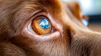 Close-up macro shot of brown dog eye with reflection of window in amber iris, showing detailed texture of fur and intricate eye patterns. Artistic pet photography.