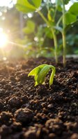 Young green seedling emerging from rich dark soil with warm sunlight creating natural bokeh effect in organic garden setting for agriculture concepts.