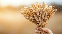 Golden wheat ears bunch held against warm sunset light, closeup of hand holding ripe cereal harvest stalks with soft bokeh background, agricultural concept.