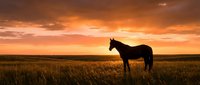 Horse silhouette standing in golden grassland field during dramatic sunset with orange sky clouds creating peaceful countryside landscape scene.