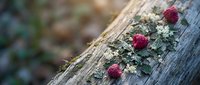Red cup-shaped fungi growing on weathered wooden log with green moss in natural forest environment creating organic decay pattern.