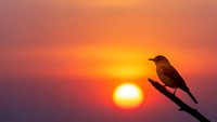 Bird silhouette perched on branch against vibrant sunset sky with warm orange and pink colors for nature photography and peaceful evening concepts.