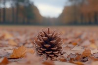 Pine cone resting on fallen autumn leaves in a park alley, warm brown tones, shallow depth of field, seasonal nature concept.