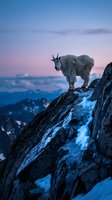 Mountain goat standing on rocky cliff during twilight with pink and blue sky backdrop in alpine wilderness setting for outdoor adventure themes.