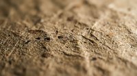 Close-up macro view of dry cracked earth surface showing detailed texture of parched soil with natural fissures and weathered patterns in warm brown tones.