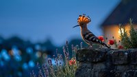Hoopoe bird with distinctive crest perched on stone wall during blue hour twilight with lavender flowers and warm lighting creating magical atmosphere.