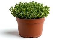 Fresh green boxwood shrub growing in brown plastic nursery container on white background, isolated decorative plant for garden and landscaping design.