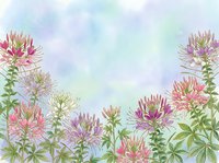Watercolor spider flowers blooming in soft pastel garden border with dreamy sky background for spring botanical designs and nature artwork.