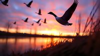 Silhouettes of wild geese flying over lake at dramatic sunset with orange and purple sky, reflection in calm water through grass blades in foreground.