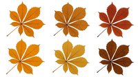 Autumn chestnut leaves collection in warm orange brown colors isolated on transparent background for seasonal design projects.