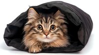 Adorable fluffy tabby cat with long fur peeking out from black fabric tunnel on white background, isolated studio portrait for pet and animal concepts.