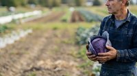 Mature male farmer holding fresh purple cabbage in agricultural field during harvest season for farming and food production concepts.
