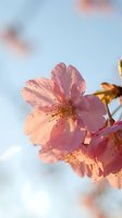 Delicate pink cherry blossoms with water droplets against soft blue sky background, capturing spring bloom season and natural beauty for seasonal content.
