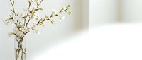 Spring cherry blossom branches in glass vase on white table. Minimalist home decor with fresh flowering twigs for interior design and seasonal decoration.