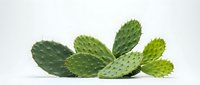 Fresh green prickly pear cactus pads isolated on white background for culinary cooking ingredients and natural health supplements design projects.