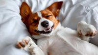 Smiling Jack Russell terrier puppy lying on back on white bedding, showing playful and relaxed mood with closed eyes and happy expression.