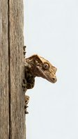 Crested gecko peeking around weathered wooden post with textured bark-like skin and prominent eye visible against neutral background.