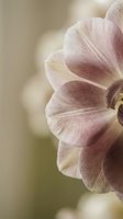 Soft pink orchid petals in close-up macro photography with warm natural lighting and blurred background for botanical and floral design projects.