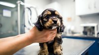 Adorable Cavalier King Charles Spaniel puppy being held at veterinary clinic, showcasing black and tan coat markings during health checkup.