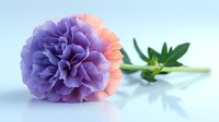 Purple and pink carnation bloom with green stem and leaves on soft blue background, macro photography showing delicate petal details and natural floral texture.