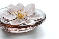 Delicate pink cherry blossom floating in water with droplets on petals, soft focus macro photography against white background creates serene spa atmosphere.