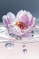 Delicate pink peony flower floating on water surface with droplets and ripples, creating serene spa-like atmosphere in soft natural lighting.