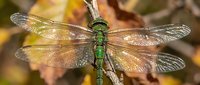Green dragonfly with transparent wings spread wide against blurred autumn foliage background, showcasing intricate wing patterns and metallic body details.