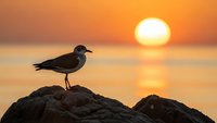 Seagull silhouette perched on rocky coastline during golden sunset over calm ocean waters creating peaceful seaside scene for nature and travel content.