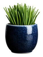 Fresh green chives growing in textured navy blue ceramic pot isolated on white background. For cooking, gardening and home decor concepts.