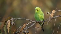Bright green parakeet perched on dry branch with blurred natural background, suitable for wildlife, nature, and animal-related projects.