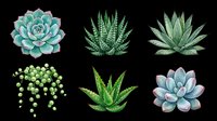 Six watercolor succulents isolated on transparent background, including echeveria, aloe, and string of pearls, ready for stickers, t-shirt design, and print on demand.