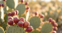 Prickly pear cactus with ripe red purple fruits in warm golden sunlight creating natural desert harvest scene with soft bokeh background.