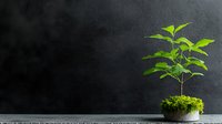Young green plant growing in moss on gray concrete background, minimalist nature concept showing growth and new beginnings against dark wall.