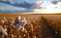 Ripe cotton bolls in field at sunset with dramatic sky and sunbeams breaking through clouds, agricultural landscape showing harvest ready organic cotton crop.
