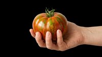 Fresh ripe tomato held in hand, isolated on transparent background. Ready for clipart, print-on-demand designs, t-shirt graphics, stickers, sublimation projects and digital design use.