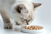 Ragdoll cat with blue eyes sniffing dry food in white bowl against light background, close-up portrait of purebred feline during feeding time.