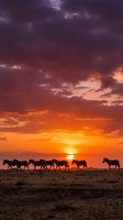 Herd of zebras silhouetted against dramatic sunset sky with golden and purple clouds over arid savanna landscape at dusk.