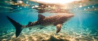Majestic whale shark swimming in crystal clear turquoise waters with golden sunlight filtering through surface creating magical underwater scene for marine life content.