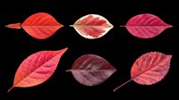 Six vibrant autumn leaves in red, pink, and burgundy tones, isolated on transparent background. Ready for stickers, t-shirt design, clipart, and print on demand.