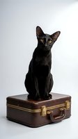 Elegant black cat with golden eyes sitting on vintage leather suitcase against clean white background for pet travel and lifestyle concepts.