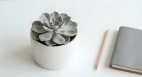 Small succulent plant in white ceramic pot on clean desk with notebook and pencil for modern minimalist home office decor and workspace styling.
