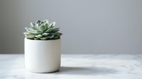 Small green succulent plant in white ceramic pot on marble surface with neutral background for home decor and interior design projects.