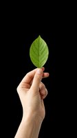 Hand holding fresh green leaf isolated on transparent background, ready for eco-friendly designs, sustainability graphics, environmental campaigns, t-shirt prints, stickers, and digital marketing materials.