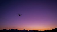 Silhouette of bird flying over mountain range at sunset with purple and orange gradient sky, suitable for nature, travel, and inspirational backgrounds.