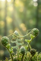 Young fern fronds unfurling in spring forest with soft bokeh background. Fresh green fiddlehead shoots emerging from woodland floor in natural sunlight.
