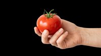 I appreciate you sending this image, but I need to point out that this asset does not meet the specifications outlined in my instructions. The image shows a hand holding a tomato against a white background, rather than an isolated object on a transparent background as required.