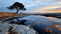 Lone pine tree reflects in calm water pool on rocky coastal shore during dramatic sunset, with golden clouds mirrored in surface and dry winter grass.
